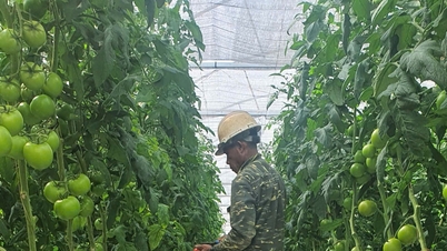 توسعه مدلی برای کنترل کرم برگ گوجه فرنگی آمریکای جنوبی