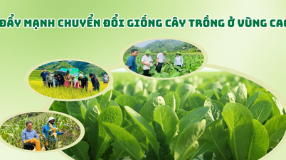 Đẩy mạnh chuyển đổi giống cây trồng ở vùng cao