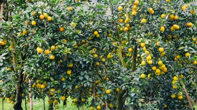 As encostas estão em chamas com tons de laranja dourada.