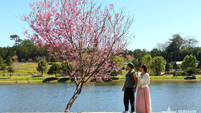 Da Lat: Festival třešňových květů trvá měsíc těsně před lunárním Novým rokem.