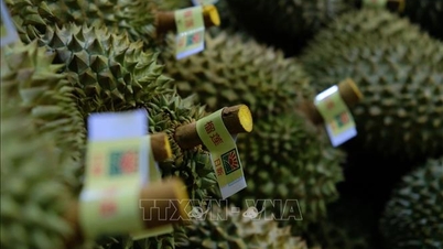 Vietnamul lansează sistemul său de trasabilitate a produselor agricole.