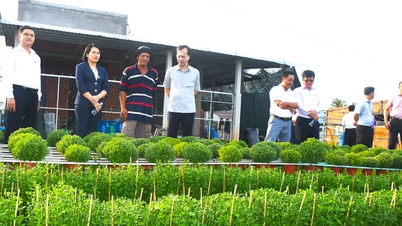 Le président du Comité populaire provincial, Tran Tri Quang, examine les projets clés dans les secteurs de l'agriculture et des plantes ornementales.