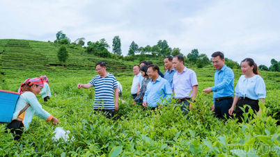 Agribank Muong Khuong: una fuente de capital para el desarrollo de la agricultura comercial.