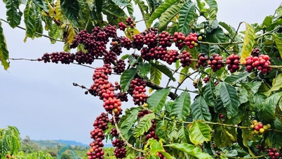 Kaffeepreise heute, 27. Dezember 2025: Leichter Rückgang, erhöhte Käufe aus China.