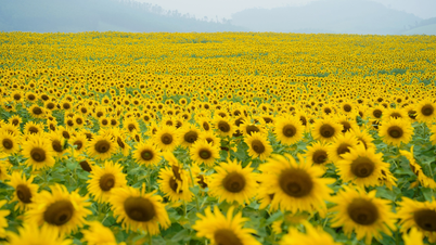 The sunflower fields in Nghe An are in full bloom: Taking a single photo takes an hour.