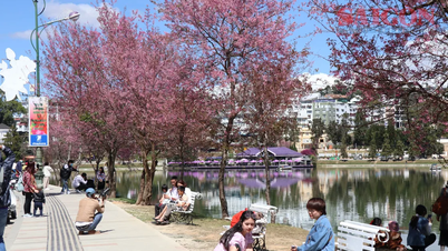 Le festival des cerisiers en fleurs de Da Lat dure un mois.