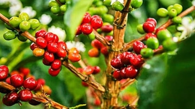 کافی کی قیمتیں آج، 27 دسمبر 2025: عربیکا میں زبردست اضافہ۔