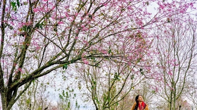 Ratusan "muse" berbondong-bondong ke Da Lat untuk berfoto dengan bunga sakura yang mekar lebih awal.