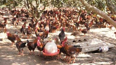 Peternakan ayam komersial Kien Lao menciptakan mata pencaharian baru.
