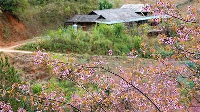 Blomningssäsongen för Tớ Dàys blommor - en höjdpunkt för turismen i höglandet i Mù Cang Chải.
