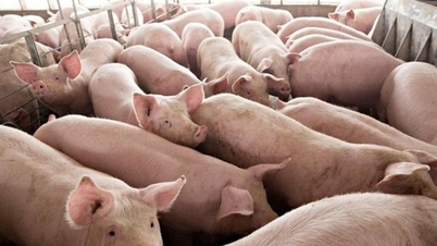Pork prices on December 27th: Slight decrease in the North, highest price at 70,000 VND/kg.
