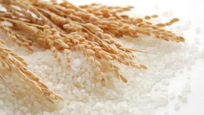 Prix ​​du riz le 27 décembre : les prix du riz à l’exportation augmentent légèrement, le marché intérieur reste stable.