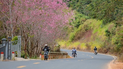 Di Da Lat, bunga sakura mekar lebih awal di daerah Cau Dat, dengan beberapa kuntum bunga berwarna merah muda muncul di pusat kota.