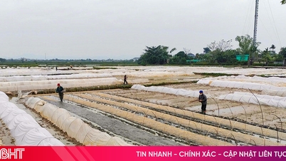 Kepatuhan terhadap waktu tanam musiman dan struktur tanaman dalam produksi tanaman musim semi 2026.