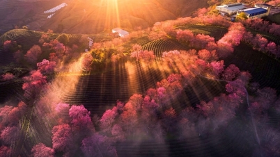 Sa Pa : La colline de thé d'O Quy Ho et le voyage pour faire renaître la forêt de cerisiers en fleurs.