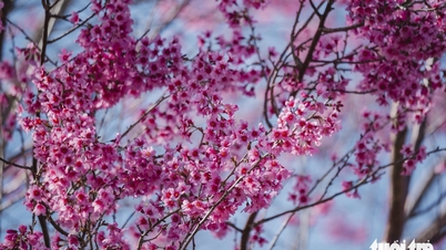 Di Da Lat, bunga sakura mekar lebih awal di daerah Cau Dat, dengan beberapa kuntum bunga berwarna merah muda muncul di pusat kota.
