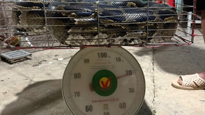 Đắk Liêng: Người dân tự nguyện bàn giao cá thể trăn đất nặng 22 kg