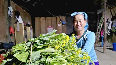 Cách nông dân rẻo cao Nghệ An tạo thu nhập hàng chục triệu đồng từ rau cải Mông
