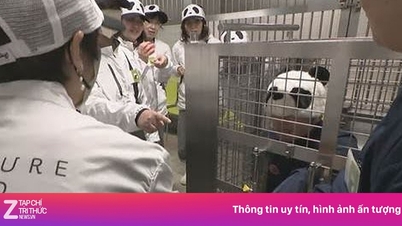 Japán parkok dolgozói pandának öltöznek, hogy „vonzzák” a turistákat.
