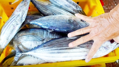 Minister Le Minh Hoan responds to the proposal to amend regulations on skipjack tuna fishing sizes