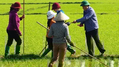 Quang Tri province leaders go to the fields to give lucky money to farmers
