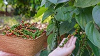 Agricultural product prices on February 9, 2025: Pepper continues to increase sharply, coffee slightly decreases