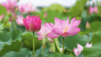ทุ่งดอกบัวสดใสและทุ่งข้าวสีทองกำลังสร้างความฮือฮาในแดนตะวันตก