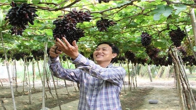 Ninh Thuan: Farmers excitedly welcome black finger grape variety