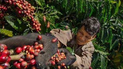 Agricultural product prices on February 12, 2025: Coffee and pepper both increased sharply