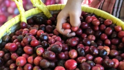 Giá cà phê Robusta thiết lập mức cao kỷ lục