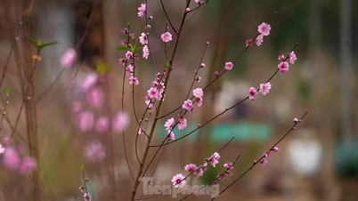 Spending tens of millions of dong every day to 'revive' peach gardens after Tet
