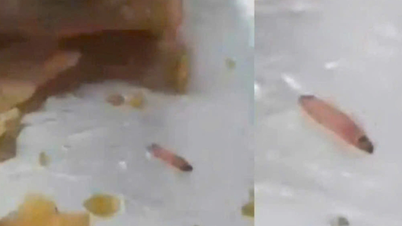 Larvae ត្រូវបានរកឃើញនៅក្នុងអាហារនៅសាលាអន្តរជាតិមួយ: តើសាលានិយាយអ្វី?