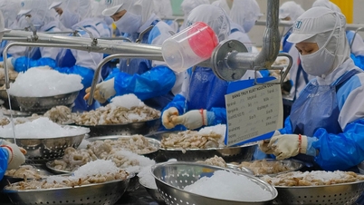Tôm, hạt điều chế biến bị cảnh báo, thu hồi vì hồ sơ khai một đằng, doanh nghiệp làm một nẻo