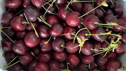 Chilean cherries arrive in Vietnam at 'unprecedentedly low prices'