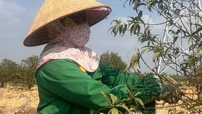 Hai Duong កាត់បន្ថយផ្ទៃដីកសិកម្មជិត 1.700 ហិកតាក្នុងរយៈពេល 5 ឆ្នាំ។