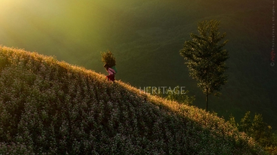 Spring colors everywhere in Vietnam
