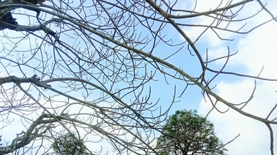 Đầu năm về thăm đất võ