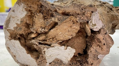 66-million-year-old monster 'shakes up paleontology'