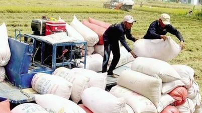 Reasons for the decrease in export rice prices, while domestic rice prices remain high