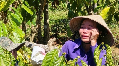 បងថ្លៃ​បំផ្លាញ​សួន​កាហ្វេ​ដើម្បី​ឲ្យ​បងថ្លៃ​មាន​ស្នេហា?