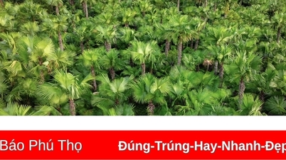 សិប្បកម្ម​ពិការ​ភ្នែក​នៅ​ខេត្ត Quang Yen
