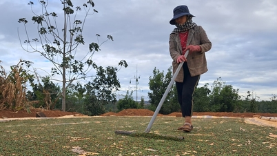 Dak Nong takes precautions against pepper contaminated with Sudan