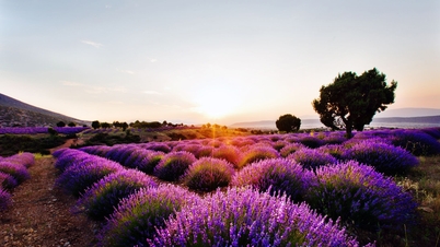 Chiêm ngưỡng mùa hoa lavender ở Thổ Nhĩ Kỳ: Vẻ đẹp huyền diệu giữa thảo nguyên tím