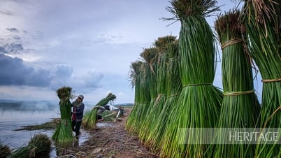 Hundred-year-old sedge mat making village in Phu Yen
