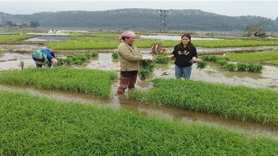 Lao Cai: Proactive irrigation solutions for spring crop production
