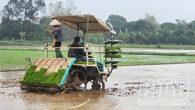យន្តការនៃការដាំដុះស្រូវរដូវផ្ការីក