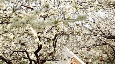 Im frühen Frühling blühen weiße Pflaumenblüten auf dem Moc Chau Plateau