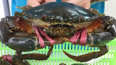 까마우 게 가격 기록 경신; 설날 음식 가격 소폭 상승