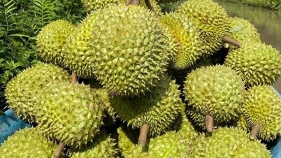 ទុរេន​មាន​គ្រោះថ្នាក់