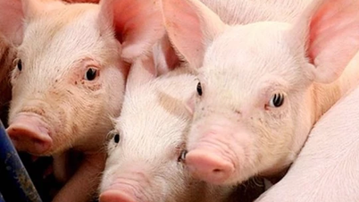 Precio del cerdo el 19 de febrero de 2025: aumento brusco hasta alcanzar los 74.000 VND/kg